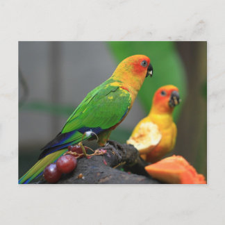 Tropical Bird Postcard