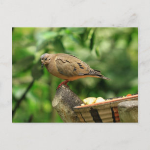 Tropical Bird Postcard