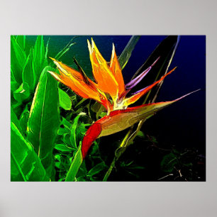 Tropical Bird Poster