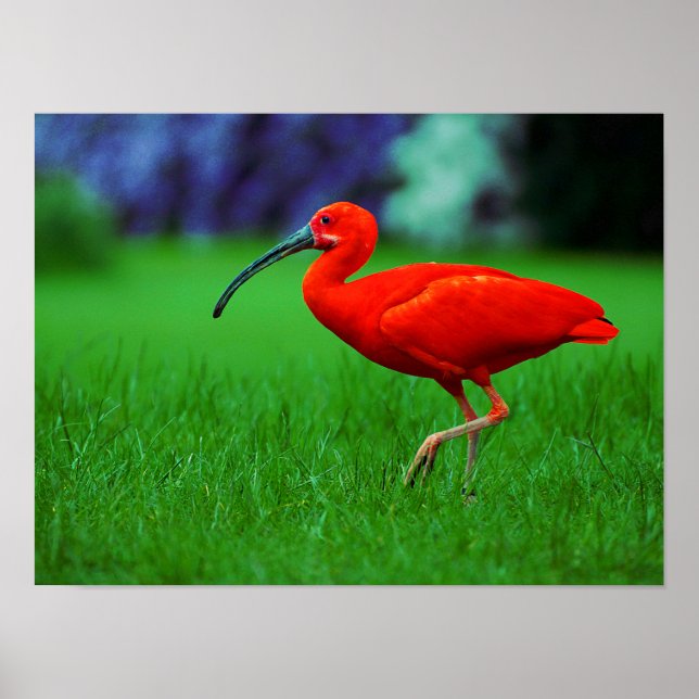 Tropical Bird With Long Beak Poster (Front)