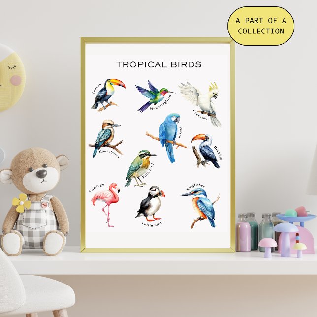 Tropical Birds Educational Poster (Creator Uploaded)