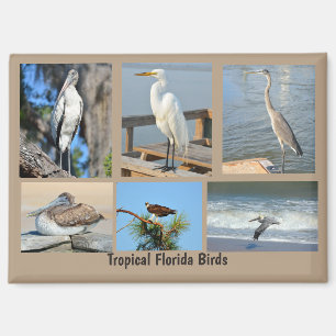 Tropical Birds of Florida Magnet