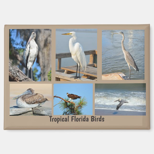 Tropical Birds of Florida Magnet (Front)