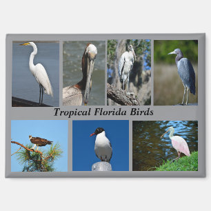 Tropical Birds of Florida Magnet
