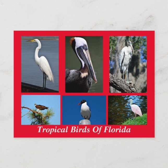 Tropical Birds of Florida Postcard (Front)