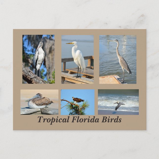Tropical Birds of Florida Postcard (Front)