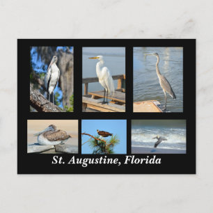 Tropical Birds of St. Augustine, Florida Postcard