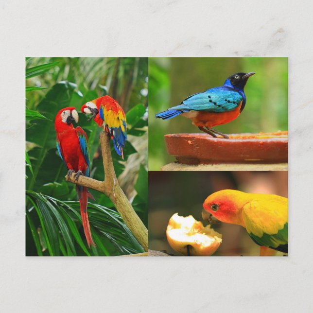 Tropical Birds Postcard (Front)