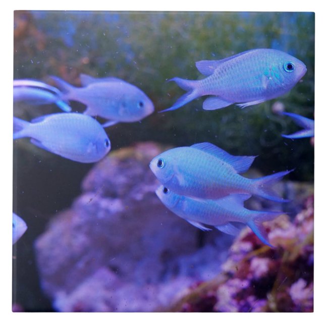 Tropical Blue Fish  Ceramic Tile (Front)