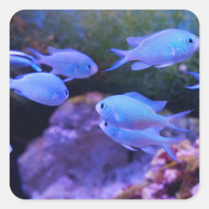 Tropical Blue Fish  Square Sticker
