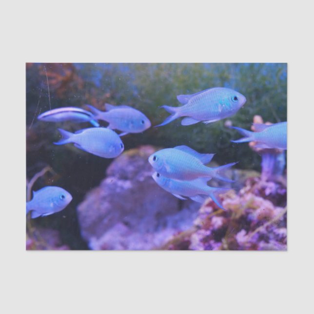 Tropical Blue Fish  Tissue Paper (Front)