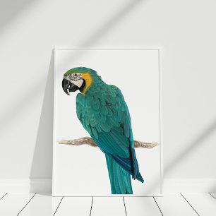 Tropical Blue Macaw Illustration Poster