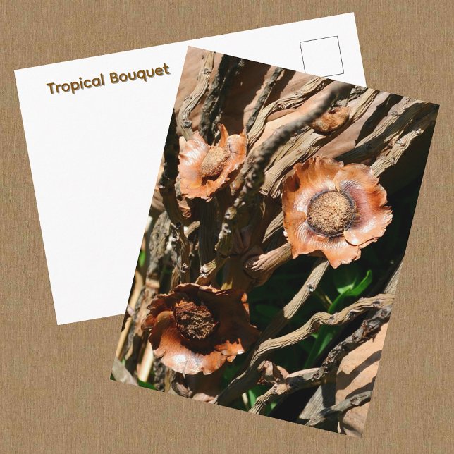 Tropical Bouquet Dried Coconut Botanical Postcard (Creator Uploaded)