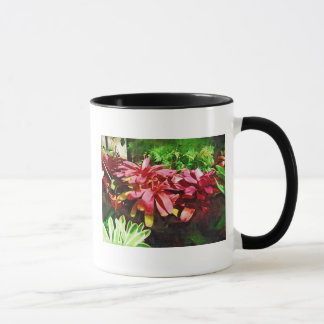 tropical bromeliad, fairchild tropical garden, mia mug
