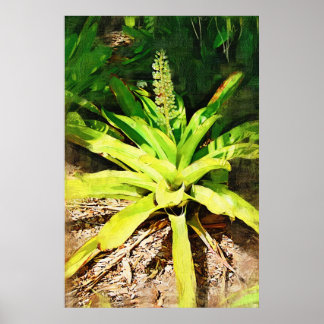 Tropical Bromeliad - walk in the garden Poster