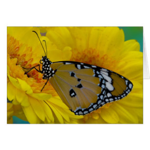 Tropical Butterflies