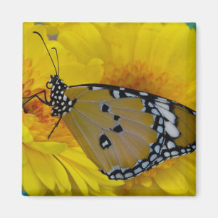Tropical Butterflies Magnet