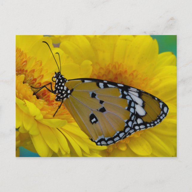 Tropical Butterflies Postcard (Front)