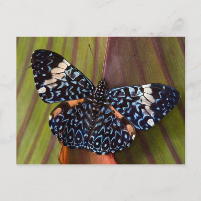 Tropical Butterfly Postcard (Front)