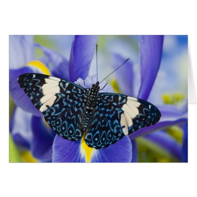 Tropical Butterfly Purple Iris (Front Horizontal)