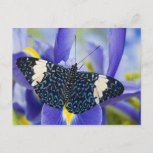 Tropical Butterfly Purple Iris Postcard