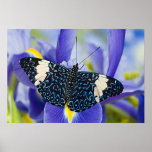 Tropical Butterfly Purple Iris Poster