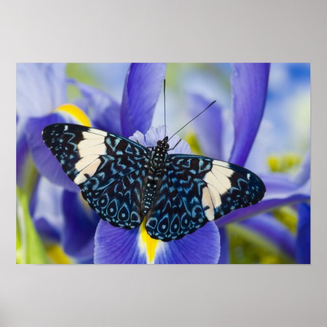 Tropical Butterfly Purple Iris Poster (Front)