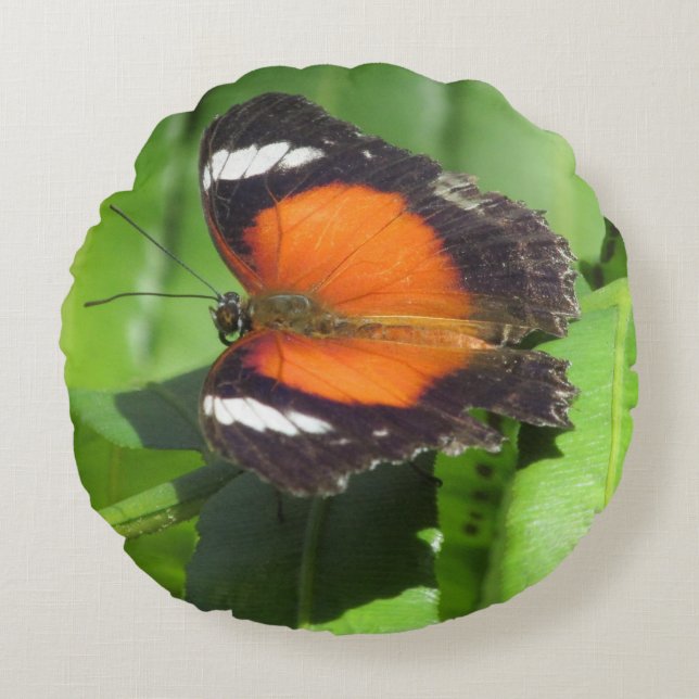 Tropical Butterfly Round Cushion (Front)