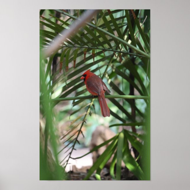 Tropical Cardinal in the palms Poster (Front)