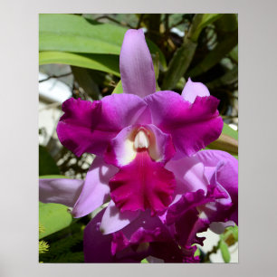 Tropical Cattleya Orchid Flower Poster