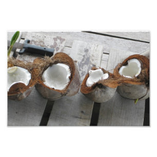 Tropical Coconuts, Bocas del Toro, Panama [Photo] Photo Print