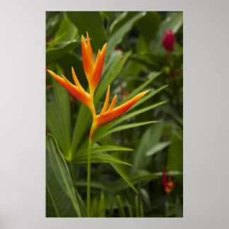 Tropical Colour Poster