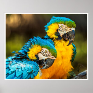 Tropical Companions Poster
