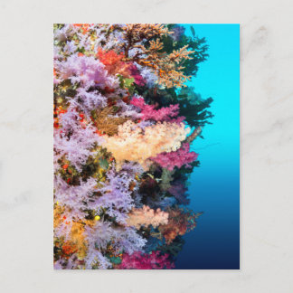 Tropical coral reef postcard