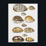 Tropical cowrie shells by Johann Gustav Hoch Postcard<br><div class="desc">Eleven large and small tropical cowrie shells by Johann Gustav Hoch (1716–1779). This vintage science illustration shows eleven types of cowrie mollusk shells. Cowrie refers to gastropods,  large sea snails.</div>