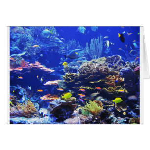 Tropical Fish