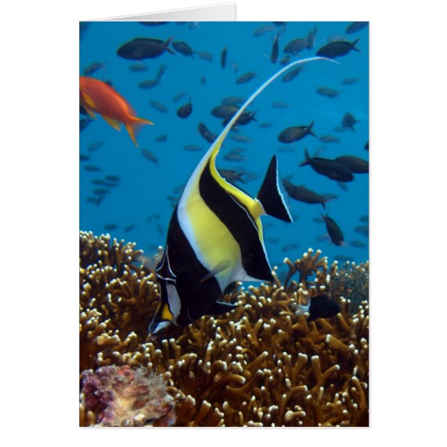 Tropical Fish  (Front)