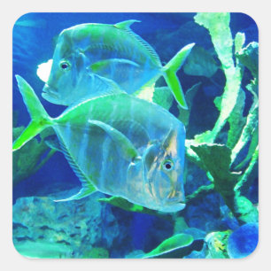 Tropical Fish, Blue and Green,  Square Sticker