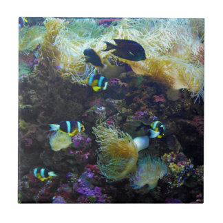 Tropical Fish Ceramic Tile