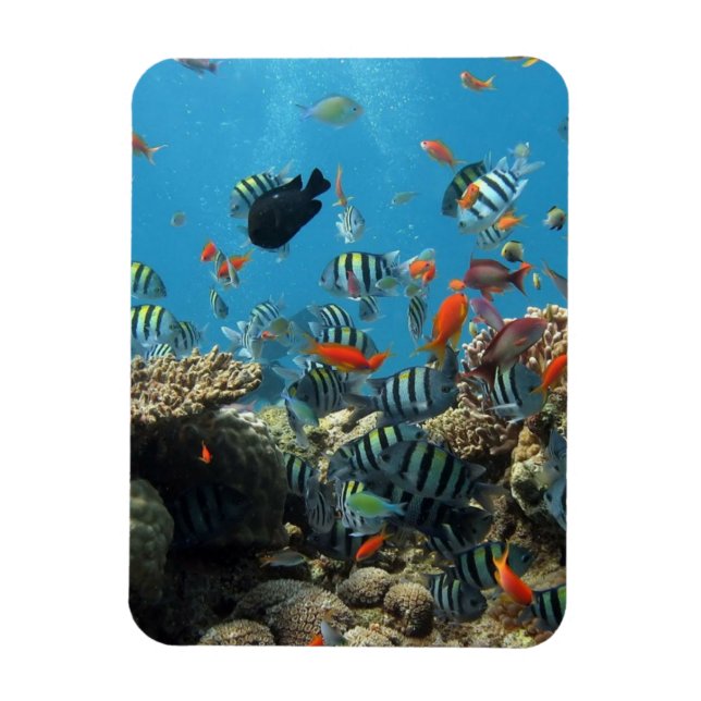 Tropical Fish Chaos Magnet (Vertical)