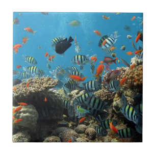 Tropical Fish Chaos Tile