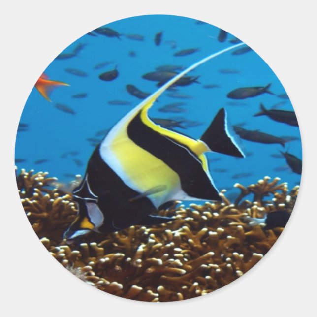 Tropical fish classic round sticker (Front)