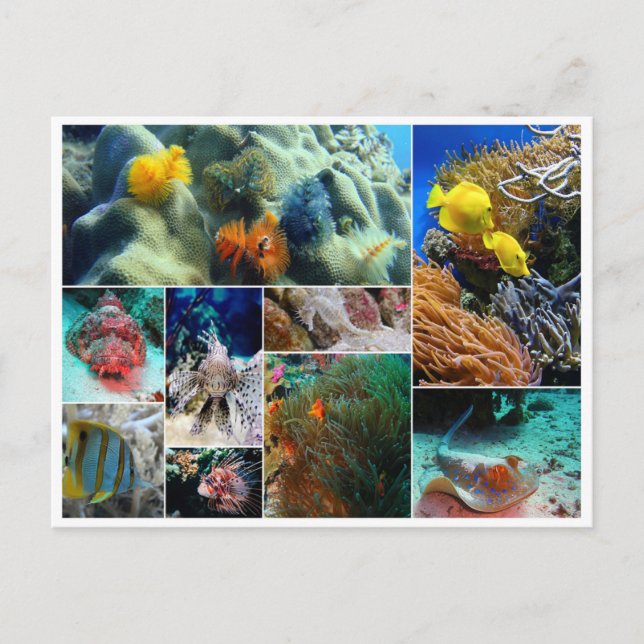 Tropical Fish collage ocean sea coral dive Postcard (Front)
