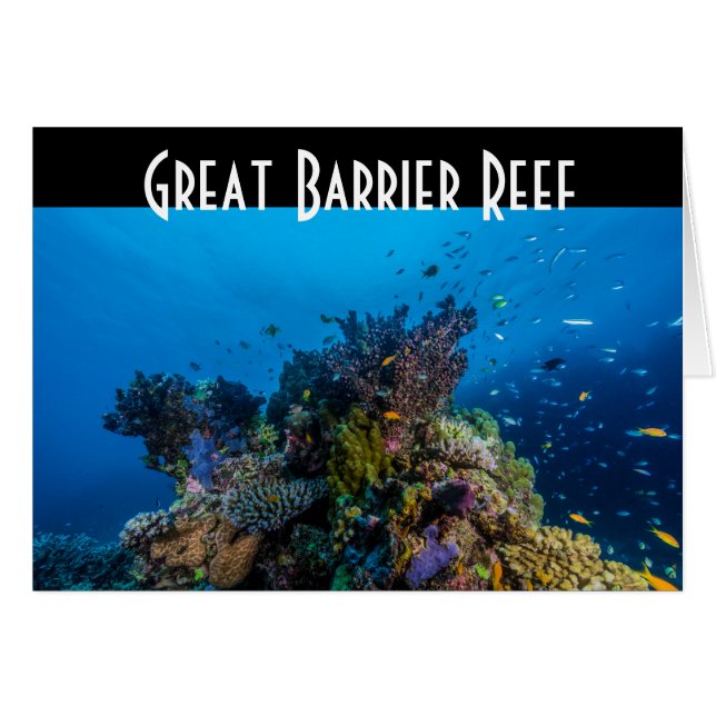Tropical Fish Great Barrier Reef Coral Sea (Front Horizontal)