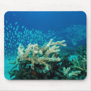 Tropical Fish Great Barrier Reef Coral Sea Mouse Pad