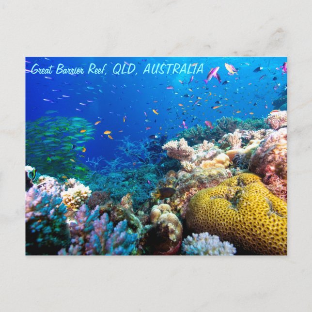 Tropical Fish Great Barrier Reef Coral Sea Postcard (Front)