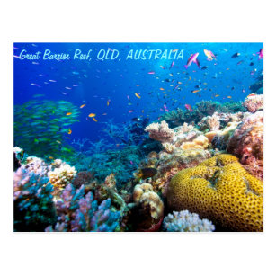 Tropical Fish Great Barrier Reef Coral Sea Postcard