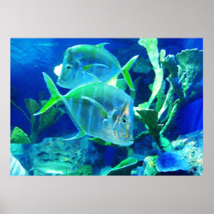 Tropical Fish in Beautiful Blues and Greens Poster