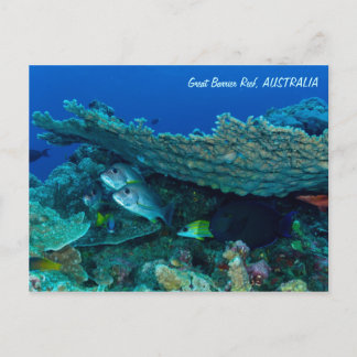 Tropical Fish of the Coral Sea Postcard