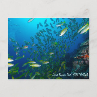 Tropical Fish of the Coral Sea Postcard